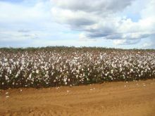 Venda Fazenda MT - MT