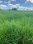 Venda Fazenda MT - MT
